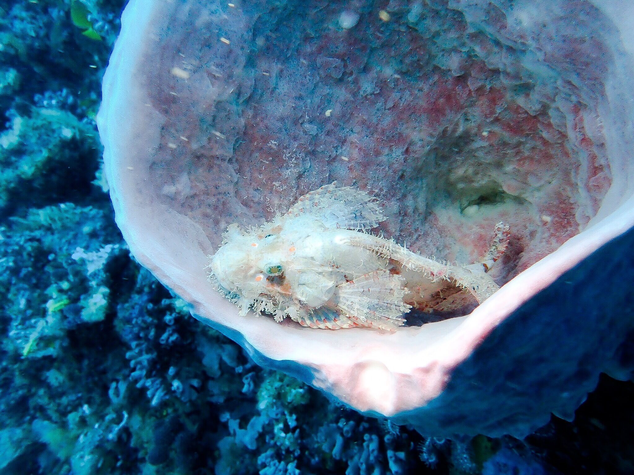 A rocky underwater scene with a large shell containing a marine organism.