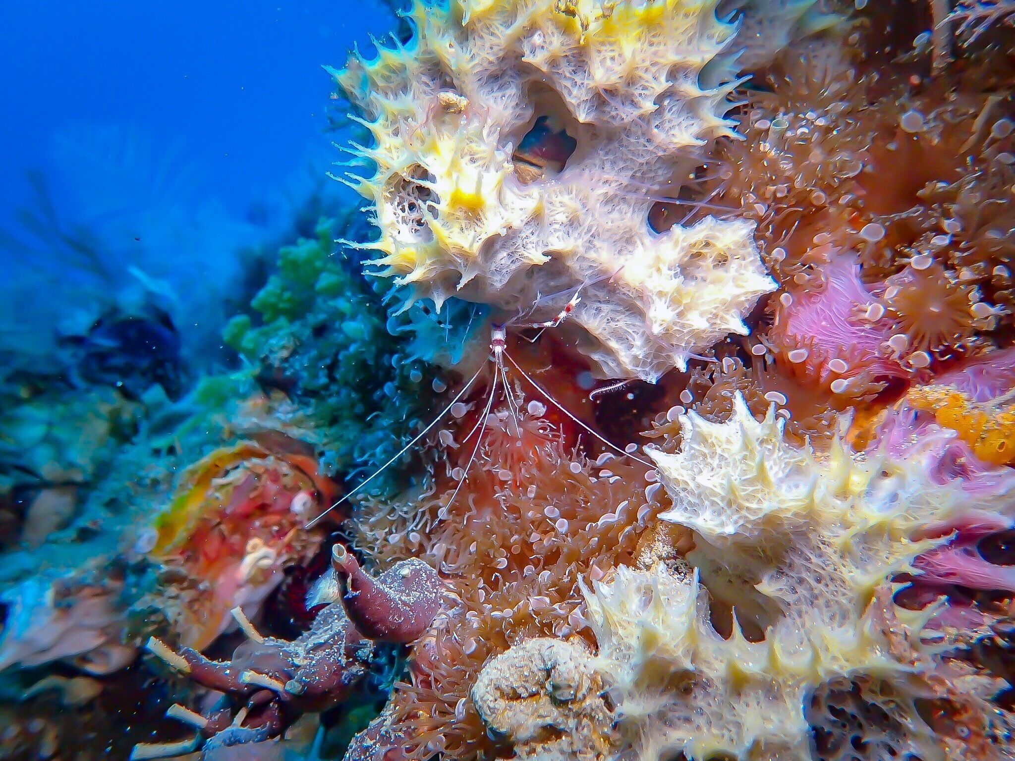 A vibrant coral reef with diverse marine life and colorful sea anemones.
