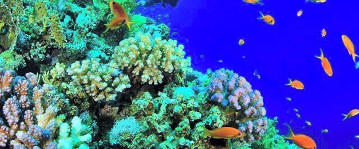 "Imagine this scene under the sea... a wall of colorful marine life to our left side and a vast space of NOTHINGNESS to our right — and we were floating between those two breathtaking spectacles! Right then and there, it was easy to see how snorkeling is nothing compared to scuba diving."
Come read about my experience when I first tried scuba diving! (Included as well is a travel guide to Anilao — a treasure trove of corals and fishes located in one of the world's best diving destinations: the Philippines!) http://bit.ly/divinganilao #AileenInThePhilippines #Philippines #Anilao #diving #scubadiving