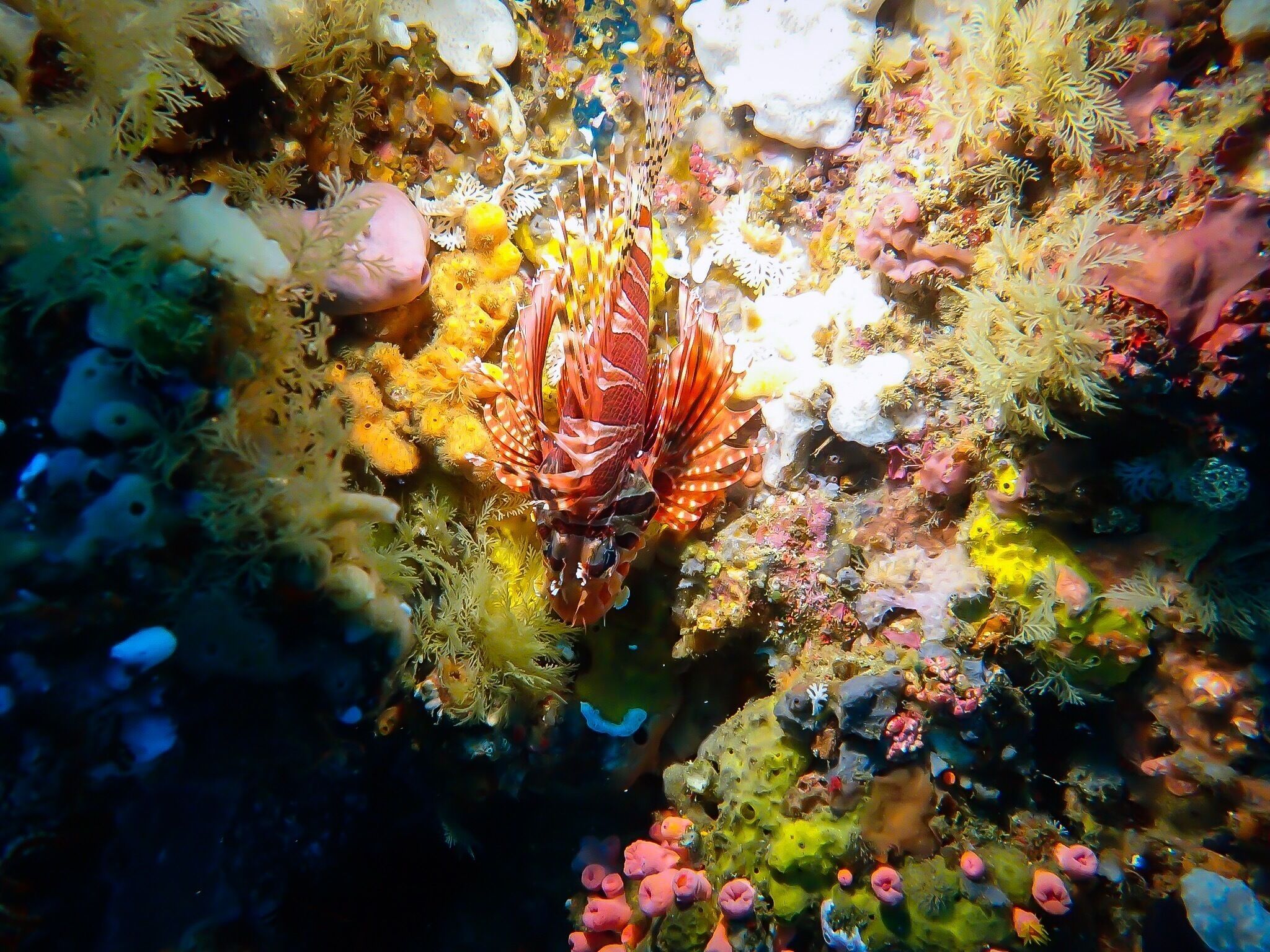 A lionfish among colorful coral and marine life.