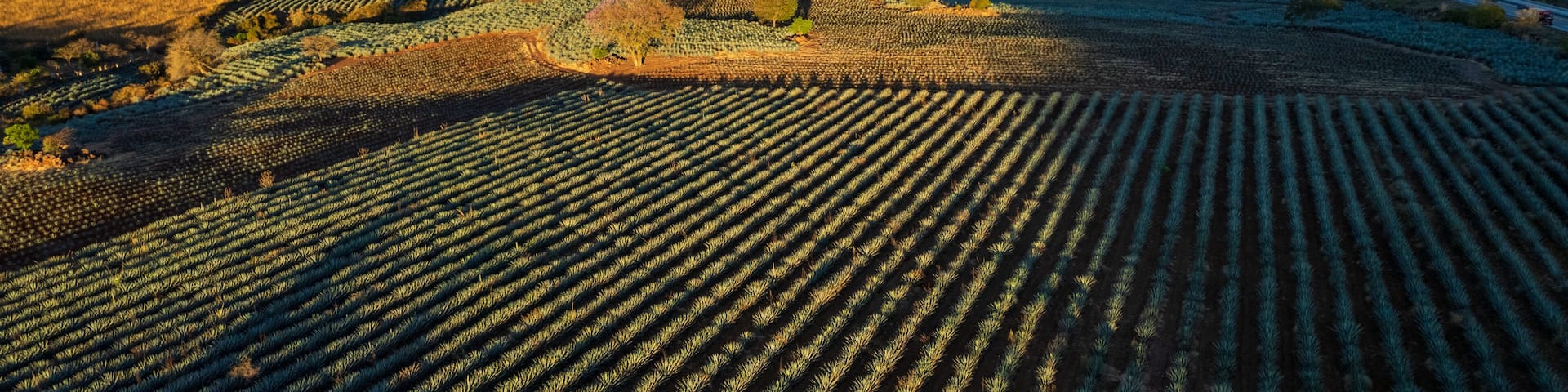 paisaje de agave, tequilana wever, planta con la que se fabrica el tequila, paisaje agavero cerca de tequila jalisco