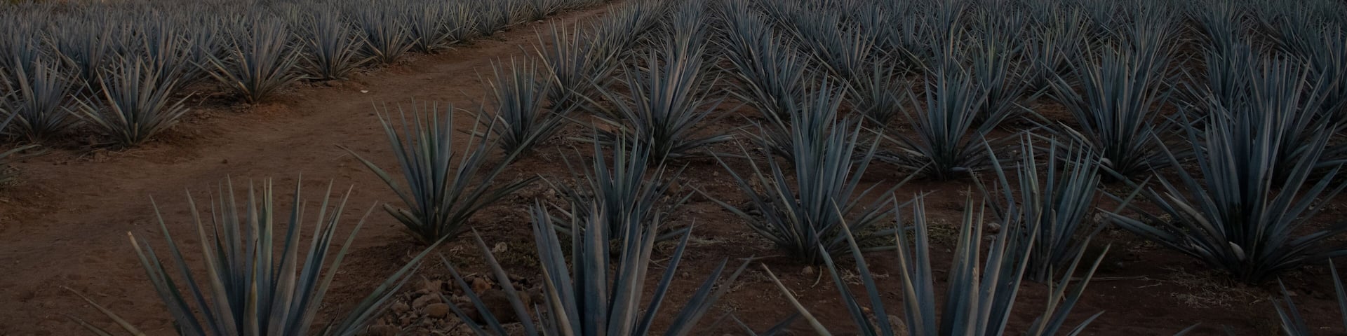 Tequila Hotel Guide