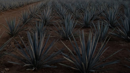 Agave landscape sunset, tequila background,
