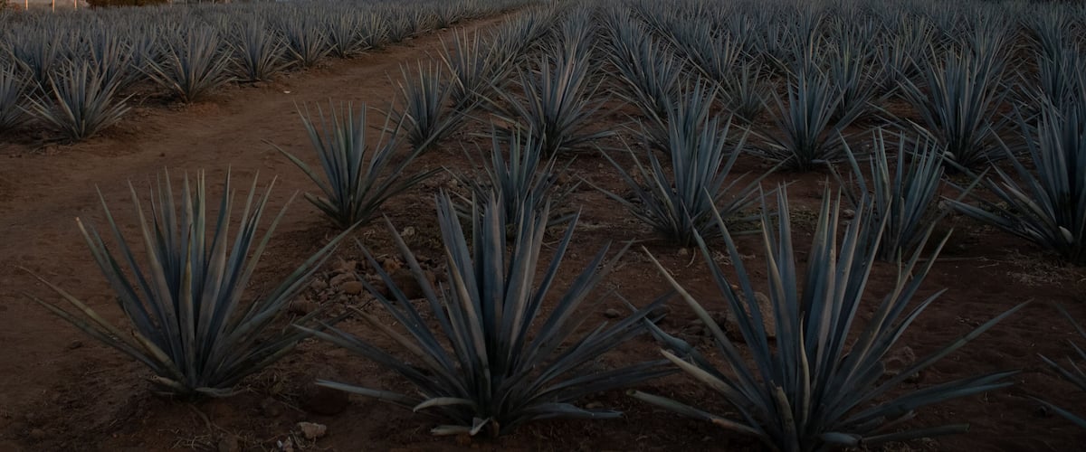 A field of agave plants with a dirt path.