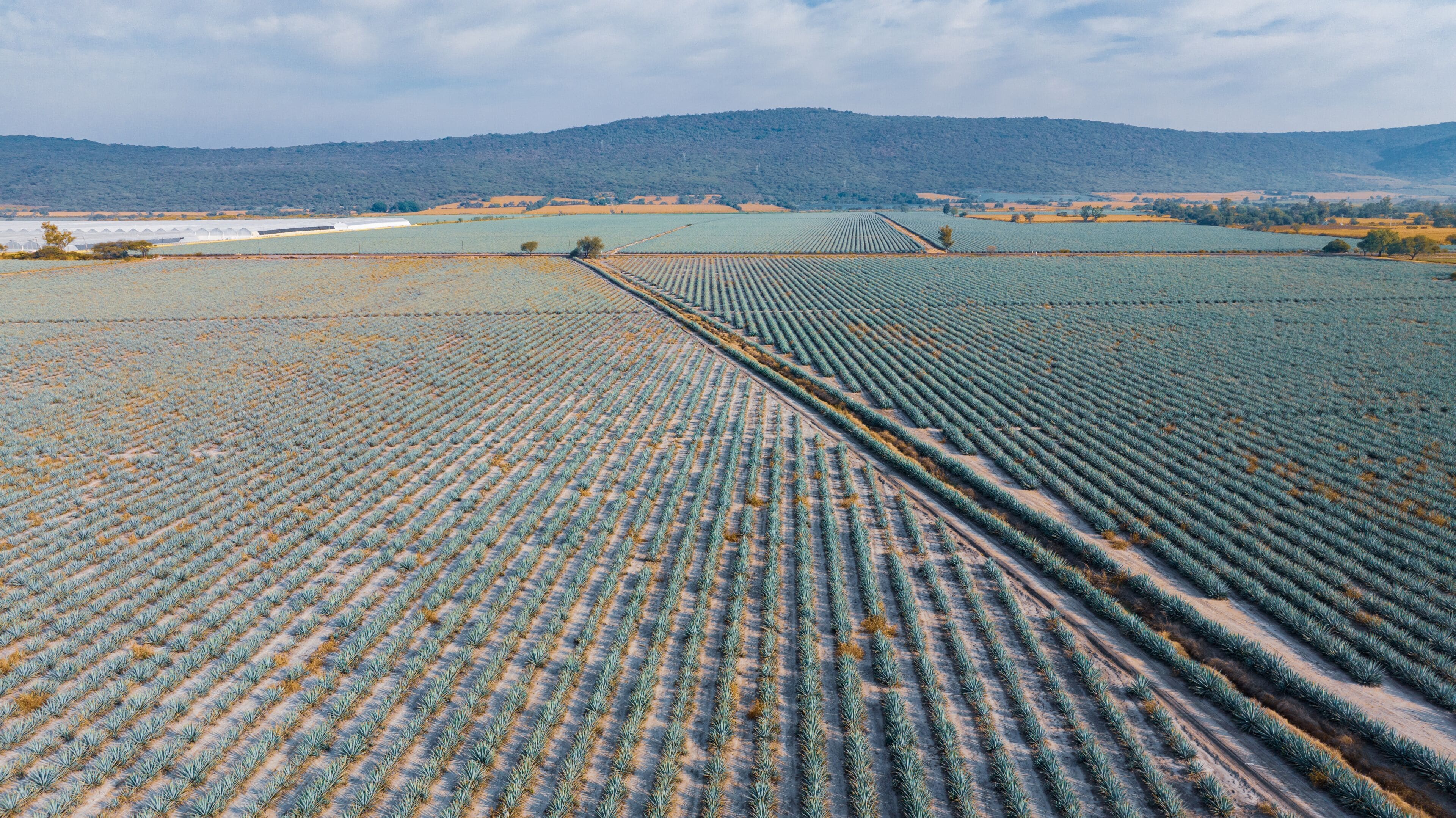 Fly over Mexican agave plants, ready to be transformed into tequila and enjoy the most widely used Mexican drink in the world