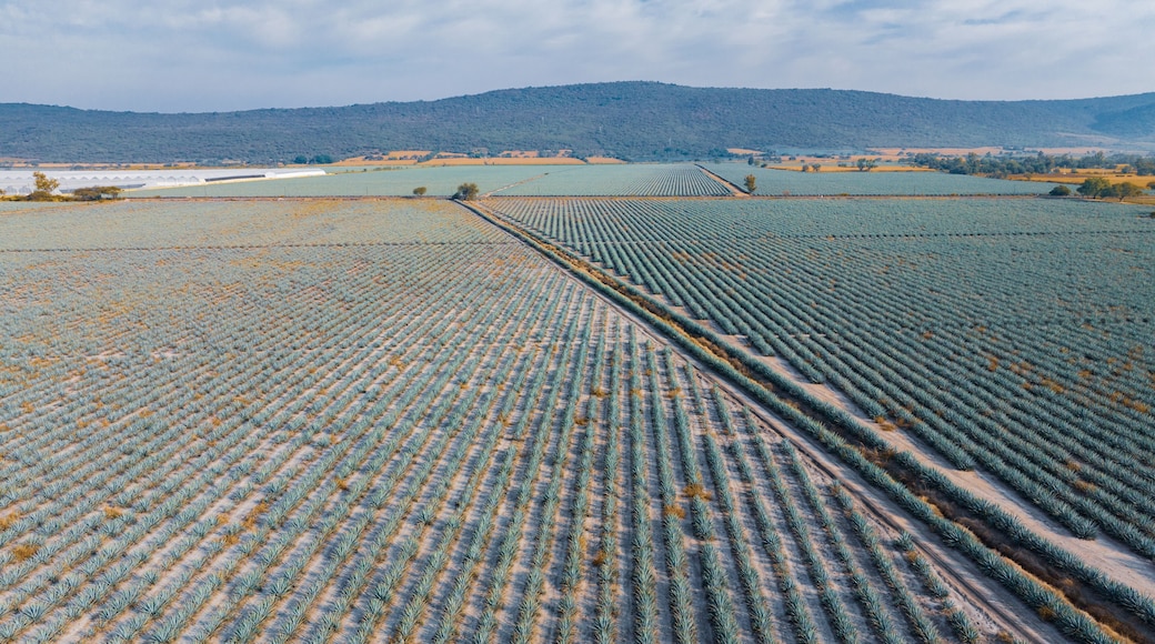 Fly over Mexican agave plants, ready to be transformed into tequila and enjoy the most widely used Mexican drink in the world