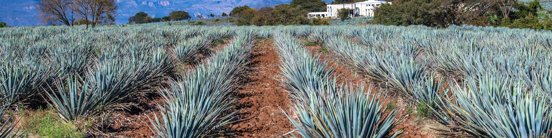 Un campo de plantas de agave con una cadena montañosa al fondo y un edificio blanco.