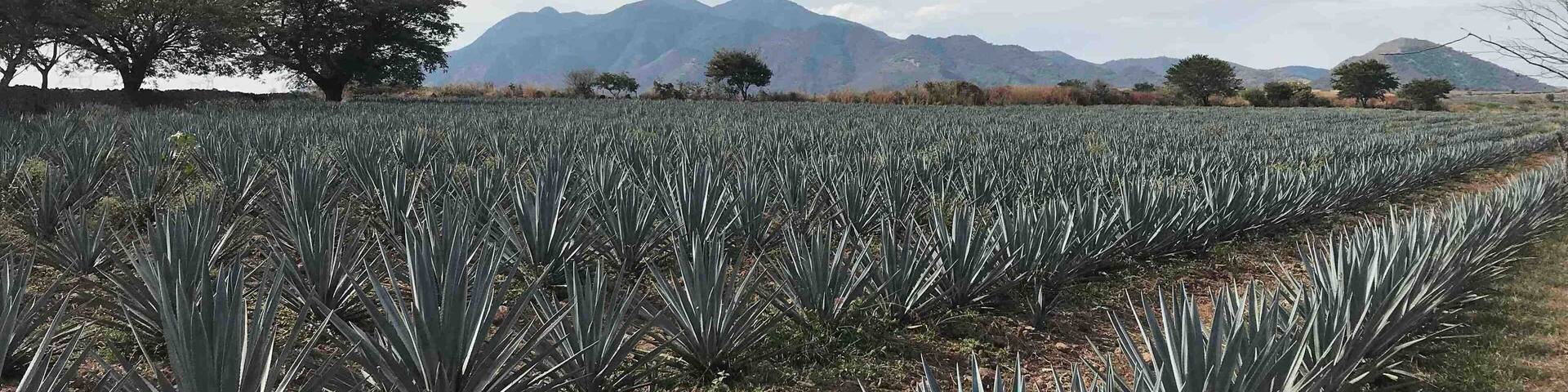 Beautiful maguey fields of blue agave in Tequila, Jalisco- Mexico