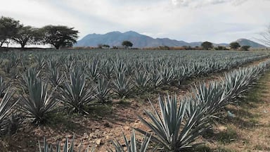 Beautiful maguey fields of blue agave in Tequila, Jalisco- Mexico