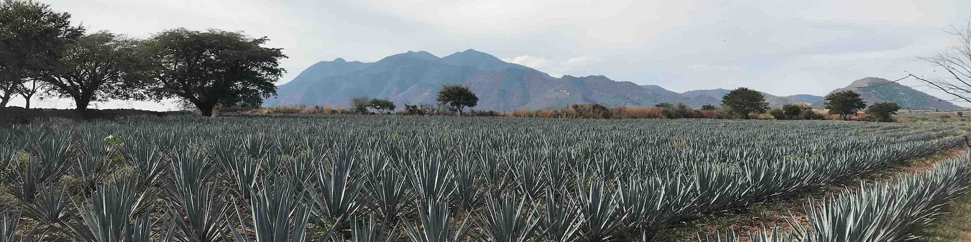 Beautiful maguey fields of blue agave in Tequila, Jalisco- Mexico