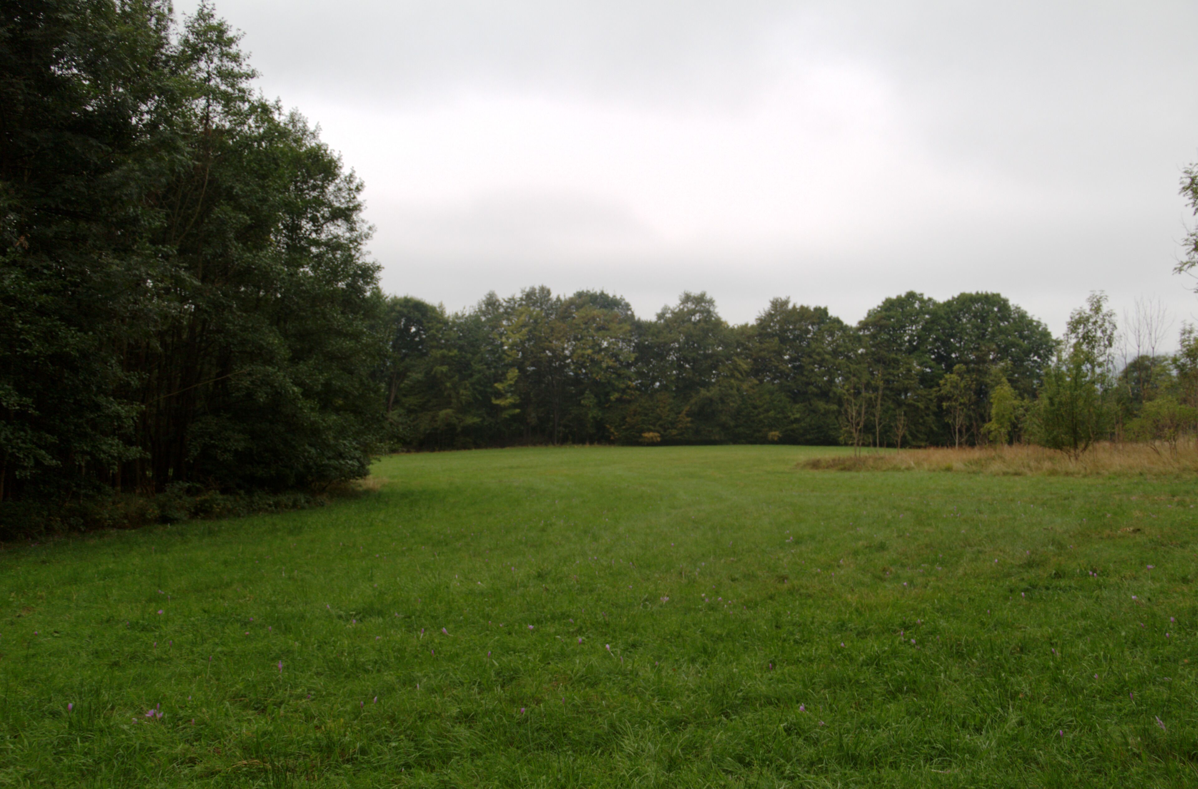 Forest Pasture near (S) Altenfeld, Gersfeld, Hesse, Germany