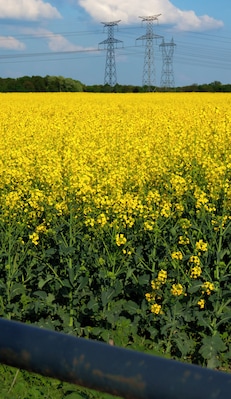 A field of yellow flowers with power lines and towers in the background.