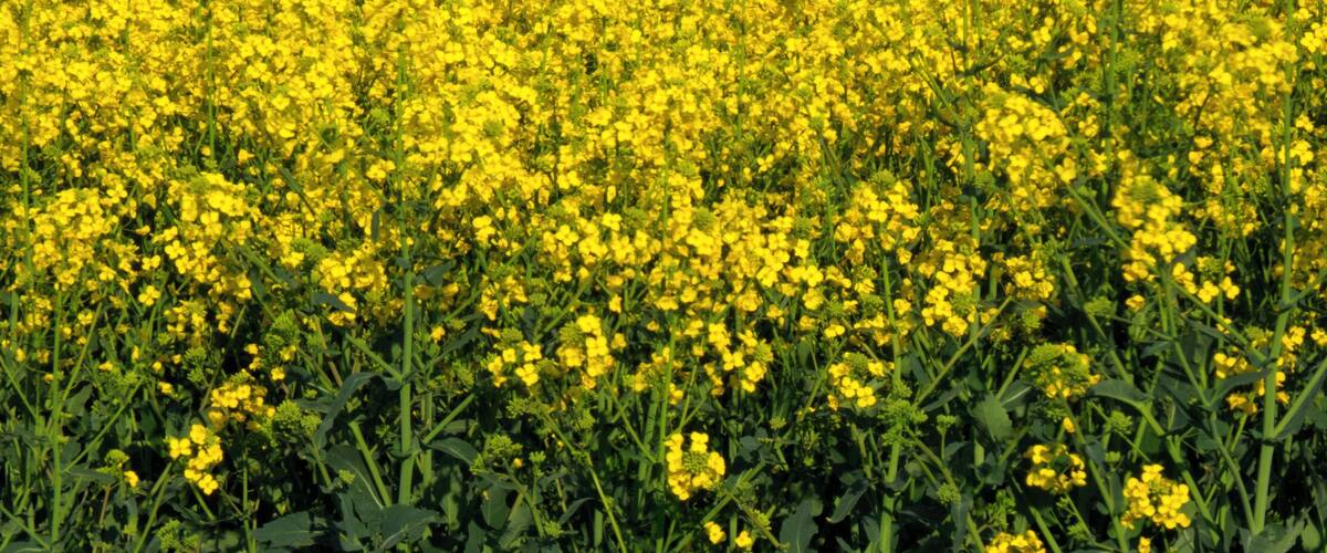 A field of yellow flowers with power lines and towers in the background.