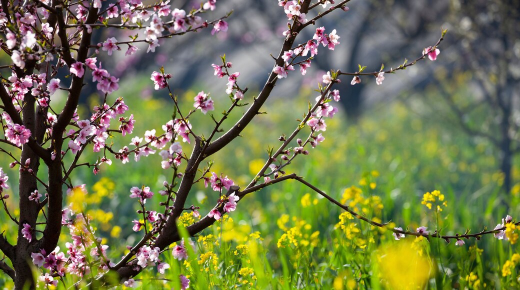 Napa Valley in Spring, California