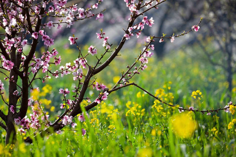Napa Valley in Spring, California