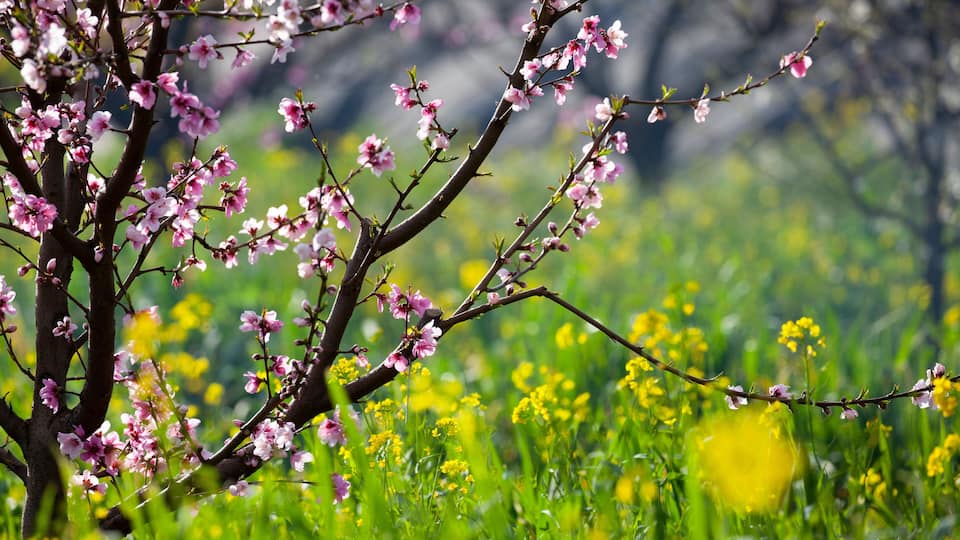 A tree with pink blossoms and a field of yellow flowers.