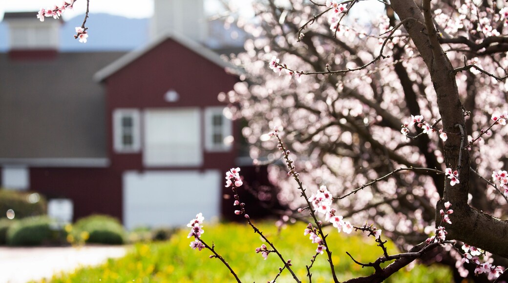 Napa Valley in Spring, California, USA