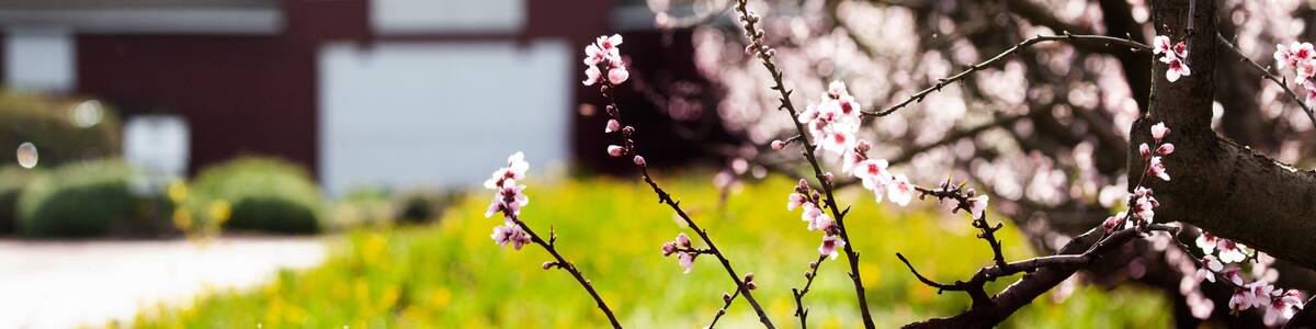 Napa Valley in Spring, California, USA