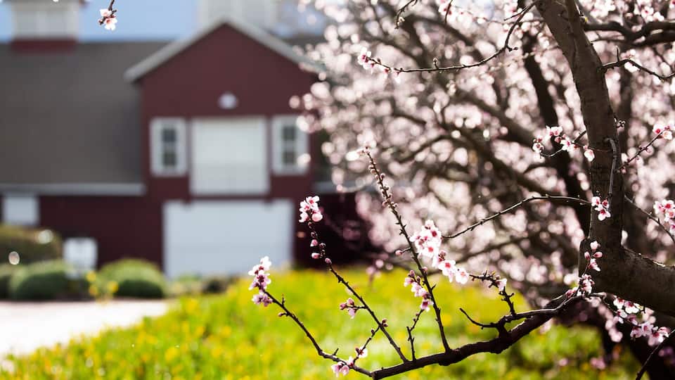 A cherry blossom tree in full bloom with a red house in the background.