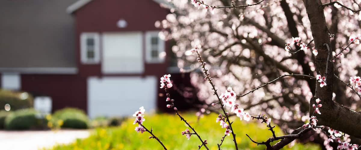 A cherry blossom tree in full bloom with a red house in the background.