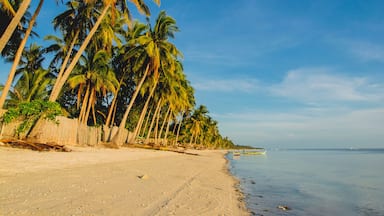 Paliton Beach, San Juan, Siquijor. Shot of golden sand beach and coconuts.