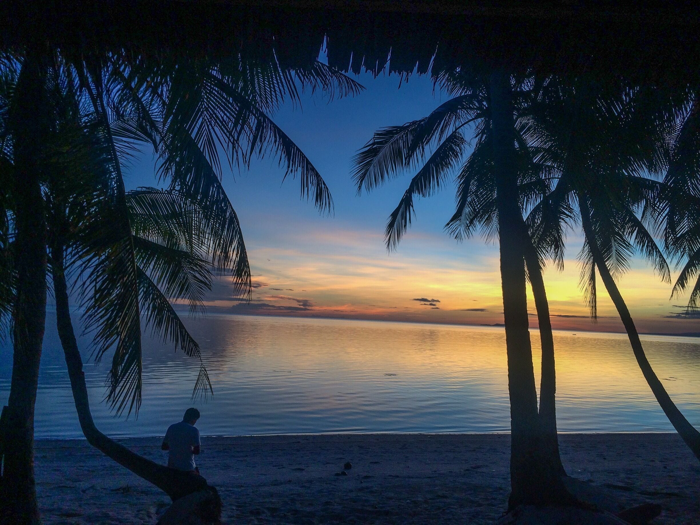 A beach with palm trees and a sunset over the ocean.