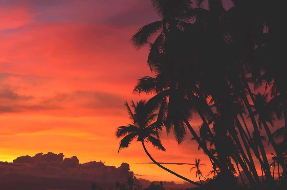 A sunset with palm trees silhouetted against a vibrant orange sky.