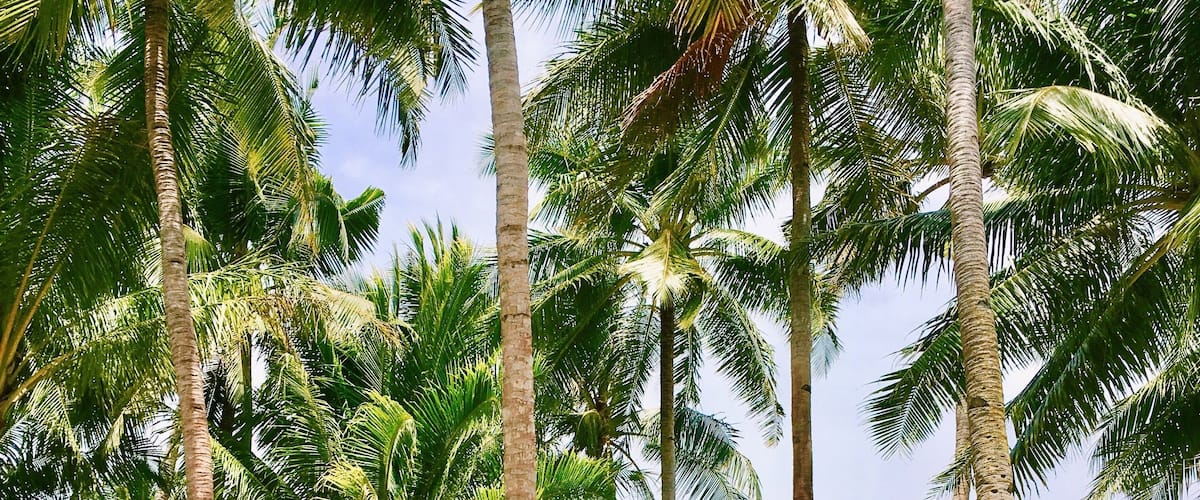 A beach with palm trees, a sign reading "BLAMPING SQUILJOR", and a tent.