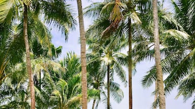Una playa con palmeras, un cartel que dice "BLAMPING SQUILJOR" y una carpa.