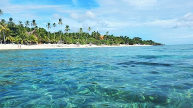 Una playa tropical despejada con palmeras y una orilla arenosa.