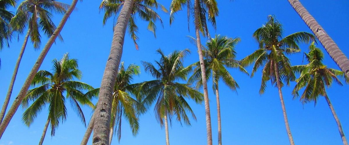 Towering coconut trees reach for the #blue sky at Paliton Beach in Siquijor, Philippines.