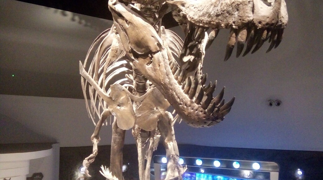 Stan, T-Rex Exhibit with cast made from real fossils 🐲 Visit Mind Museum for more thrilling activities that enhances your knowledge about SCIENCE. 🌎🌋⚡