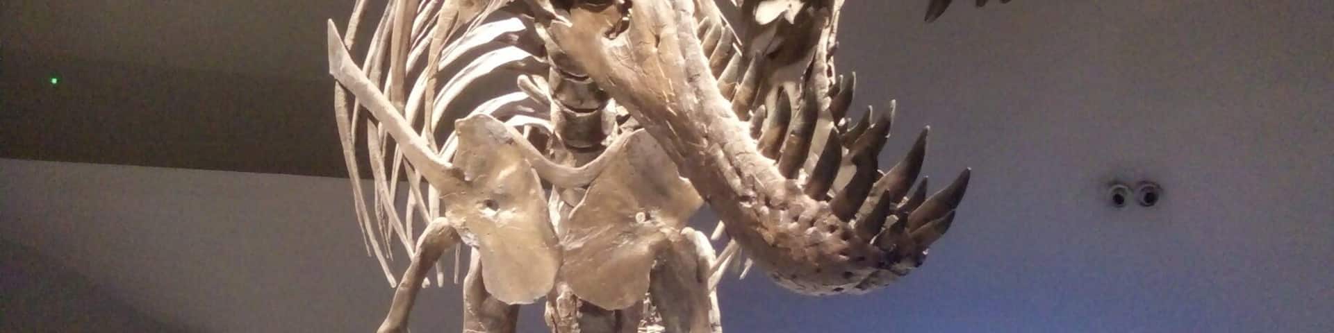 Stan, T-Rex Exhibit with cast made from real fossils 🐲 Visit Mind Museum for more thrilling activities that enhances your knowledge about SCIENCE. 🌎🌋⚡