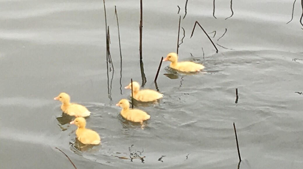 Traditional Sinh Village