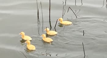 Traditional Sinh Village