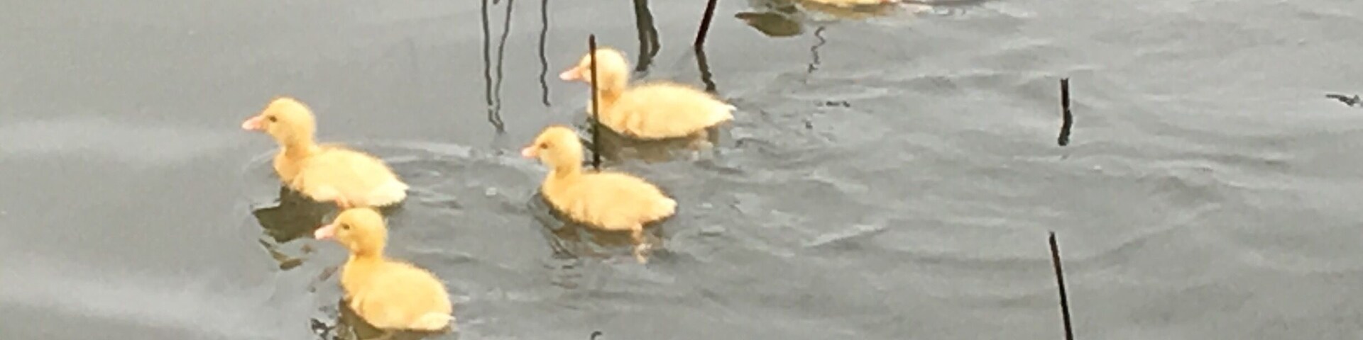 Traditional Sinh Village