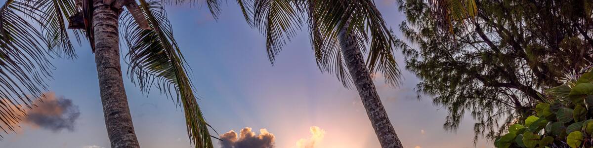 A sunset over the ocean with palm trees and rocks.