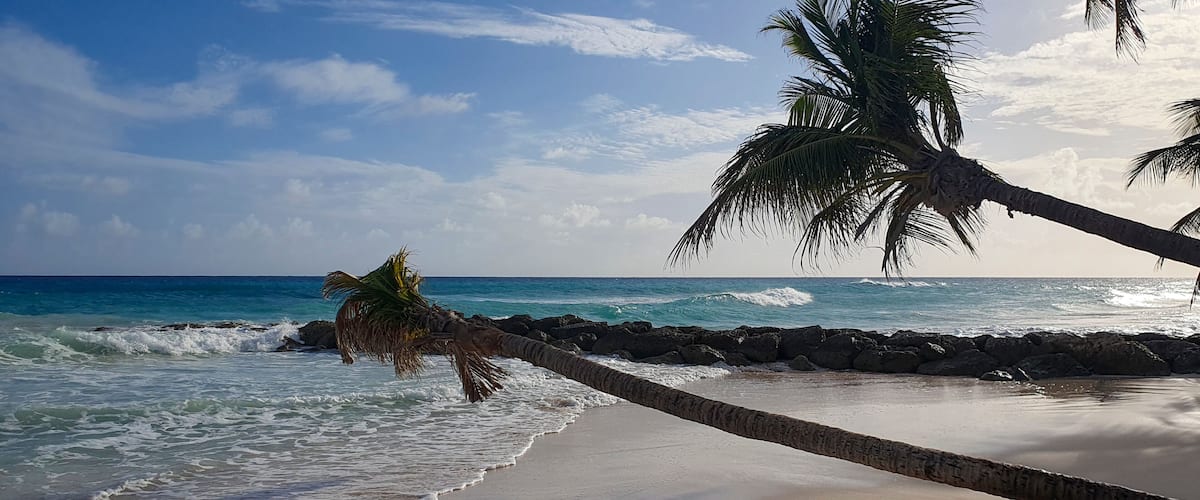 A beach with palm trees, ocean waves, and a clear sky.