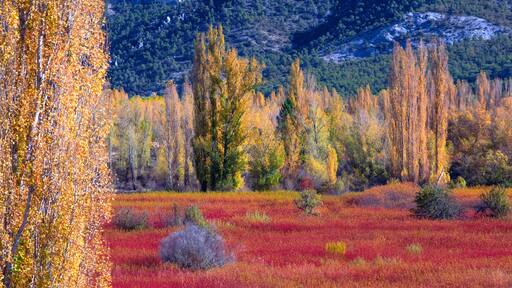Autumn Colors in the Wicker Fields of Canamares and Canizares