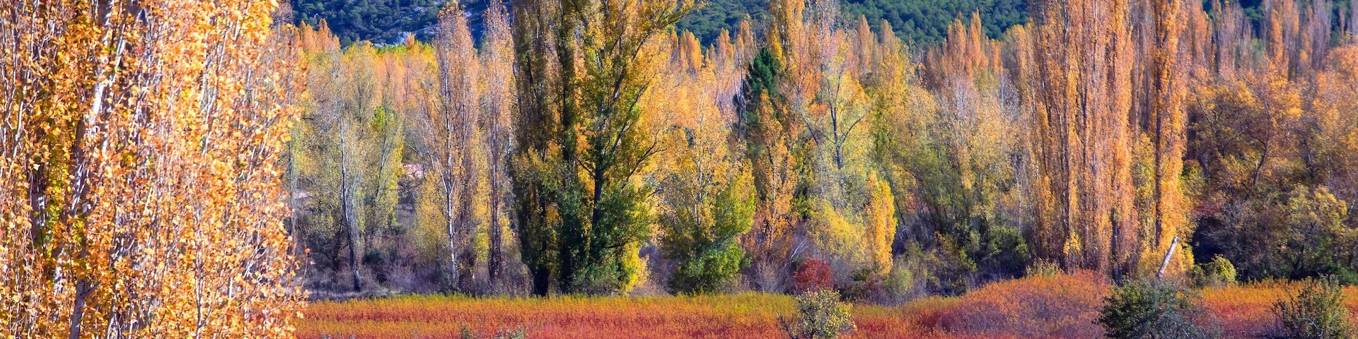Autumn Colors in the Wicker Fields of Canamares and Canizares