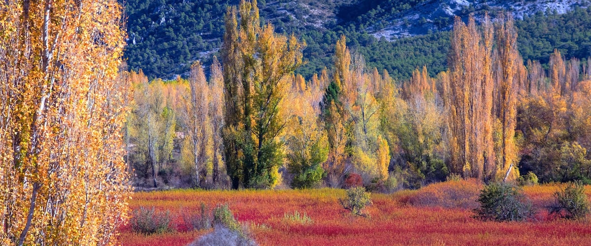 A forest with autumn foliage and a mountainous background.