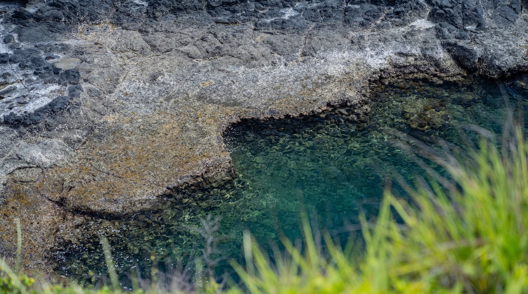 A rocky shoreline with clear water and green vegetation.