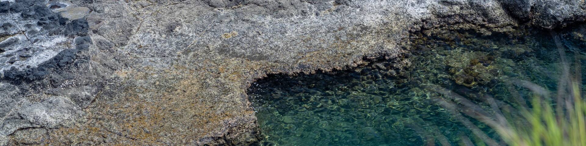 A rocky shoreline with clear water and green vegetation.