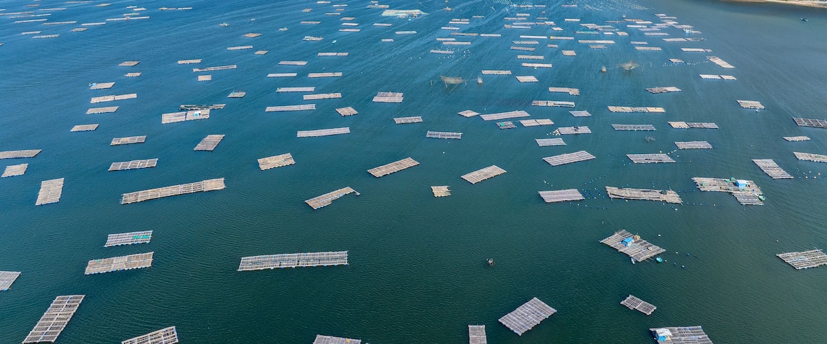 An aerial view of a large body of water with numerous floating structures, likely used for aquaculture, surrounded by hills and a clear sky.