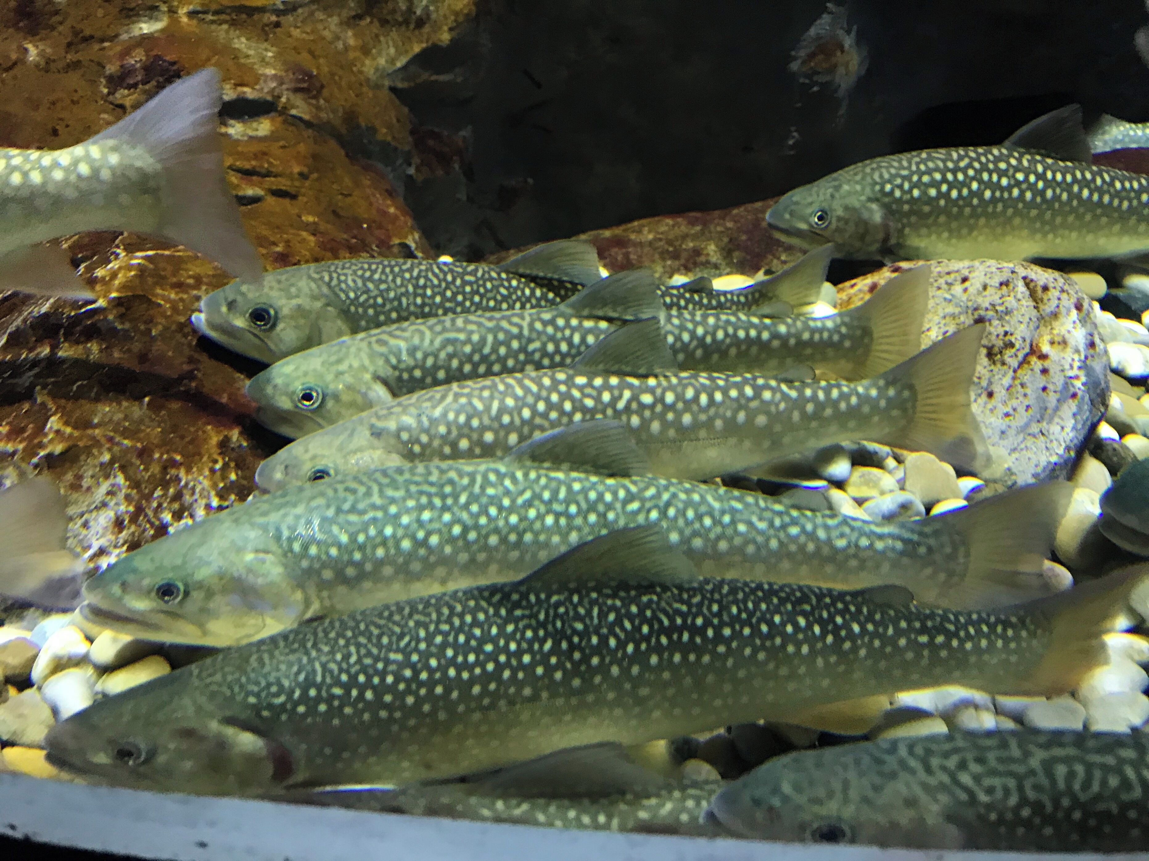 Salvelinus malma(곤들매기), 단양 다누리아쿠아리움