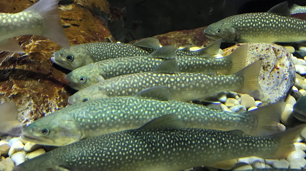 Salvelinus malma(곤들매기), 단양 다누리아쿠아리움