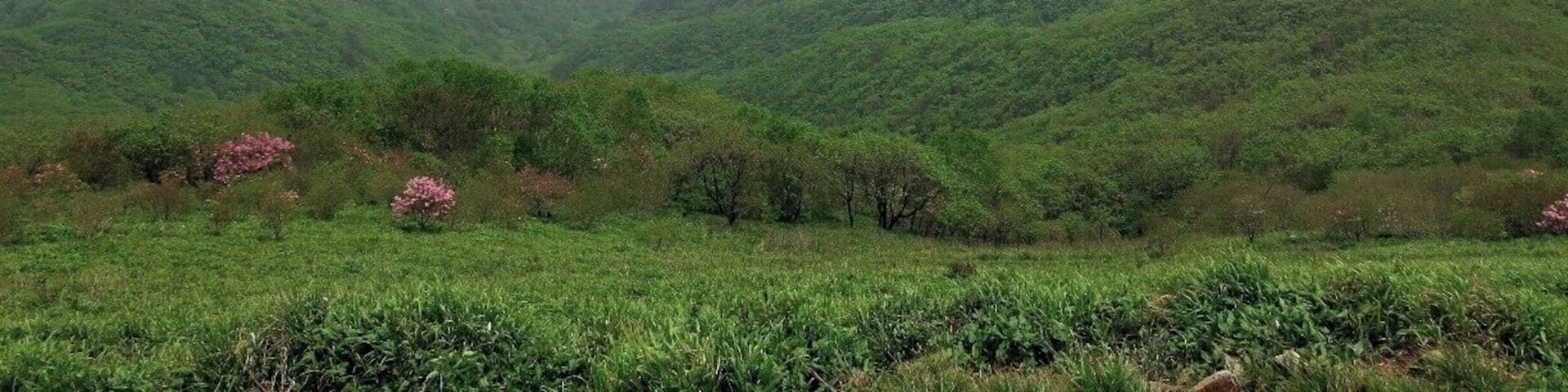 Sobaeksan in the mist. A great hike that is especially beautiful in the spring when the Azaleas are in full bloom.