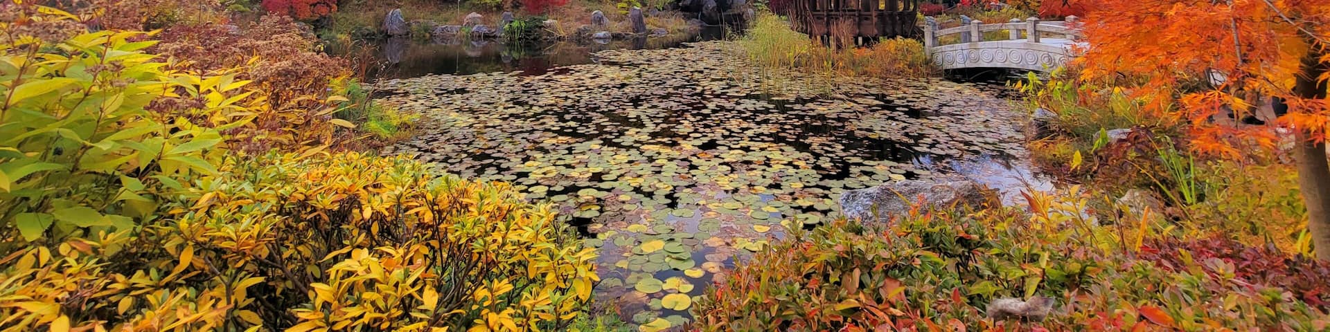 Beautiful view of the Garden of Morning captured at Autumn in Asan City in South Korea