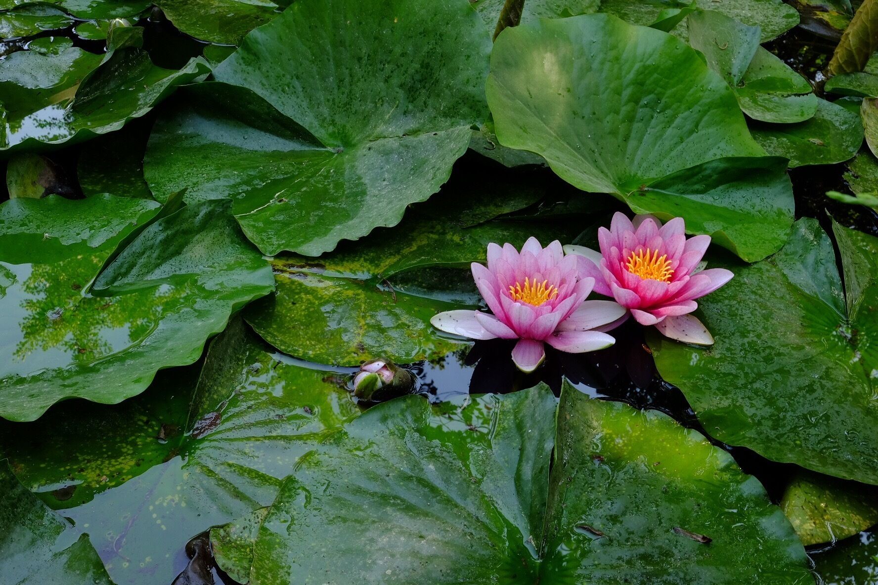 took advantage of a 14-hour layover in South Korea to go around Nami Island. 