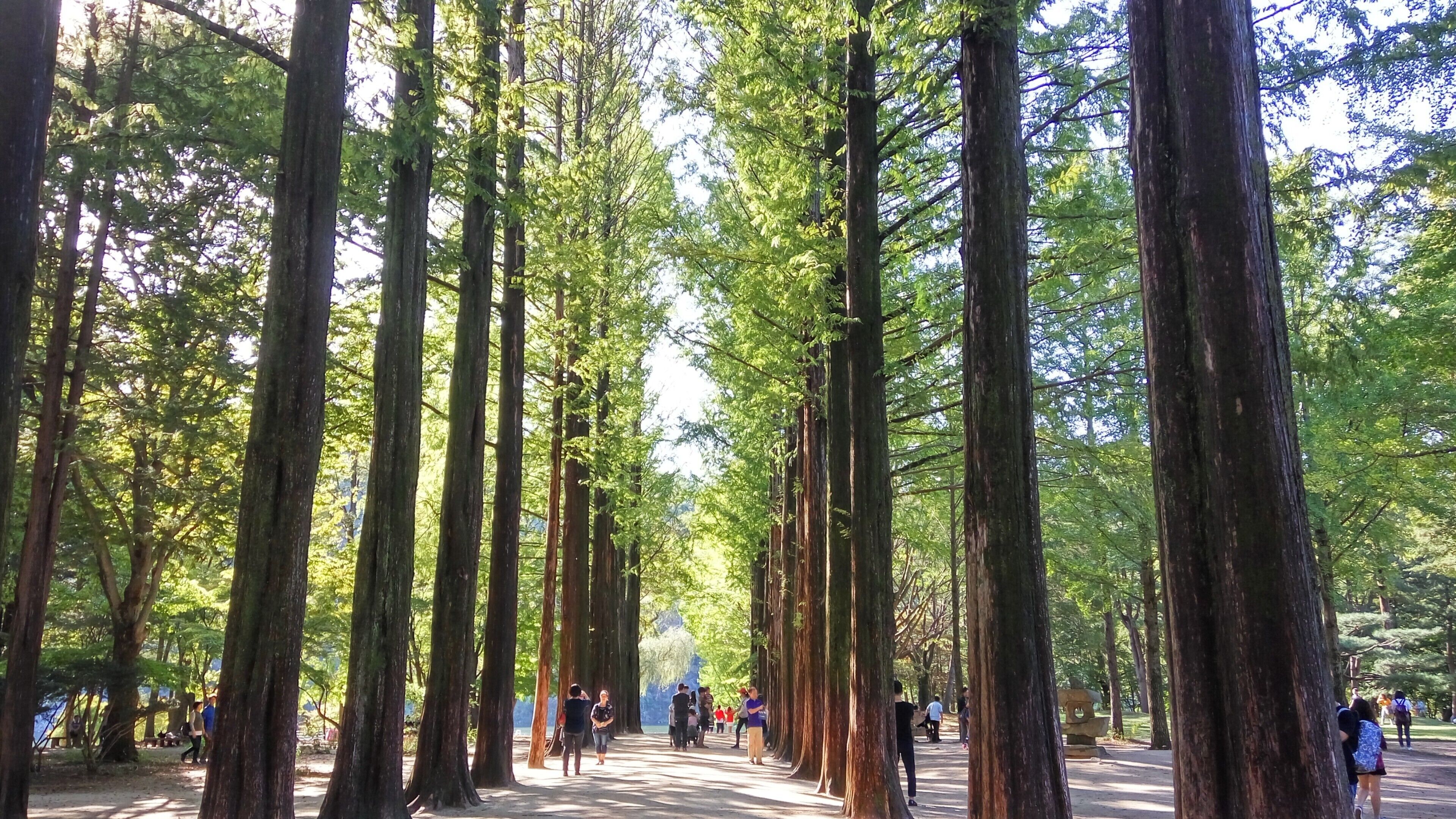 Namiseom Island is 63 km away from Seoul in the direction of Chuncheon, and is famous for its beautiful tree lined roads. The island is 30 minutes away from Chuncheon and an hour away from the suburbs of Seoul. Since it is not far from Seoul, many couples and families come to visit.

#lifeatexpedia
#green
#southkorea
#namiisland